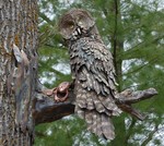 GREAT GREY OWL WITH FROG